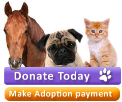Donate to the Animal Shelter Today!