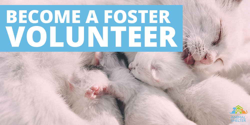 Become a Animal Foster Parent